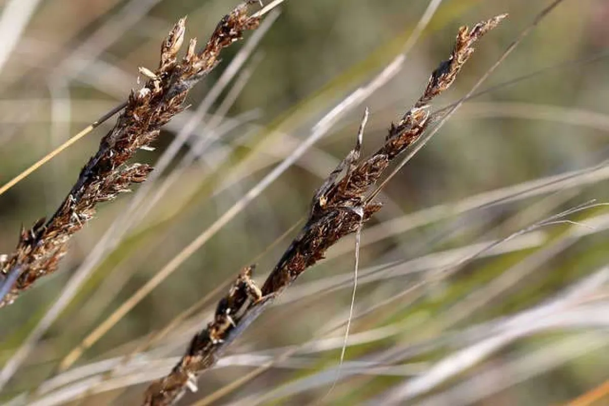 Gahnia filum - Lorraine Phelan (NatureShare)