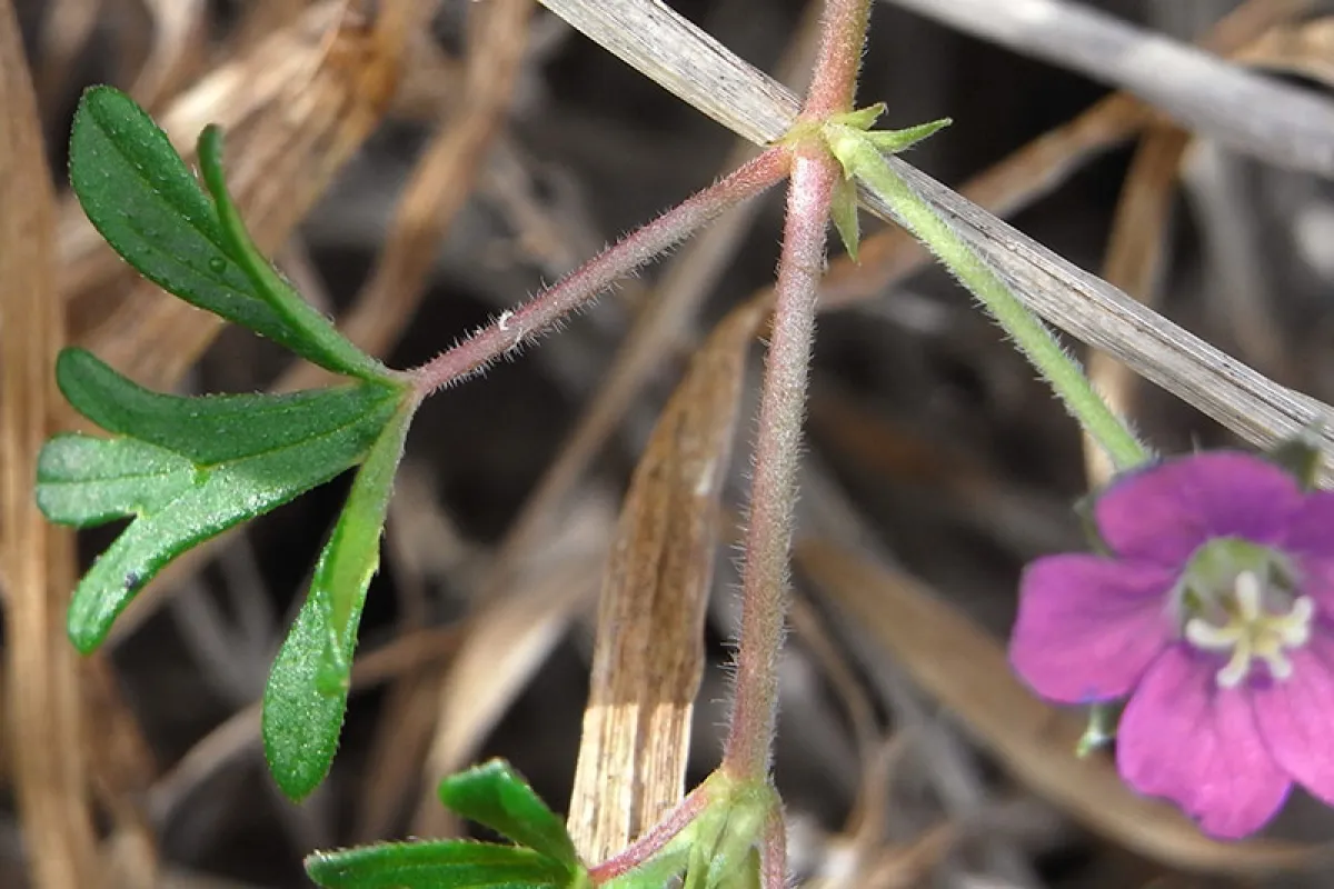 Geranium solanderi var. solanderi - Russel Best