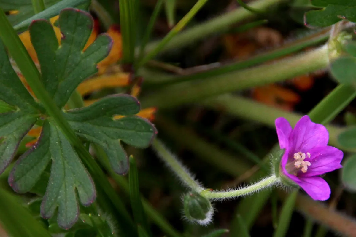 Geranium solanderi var. solanderi - Russel Best