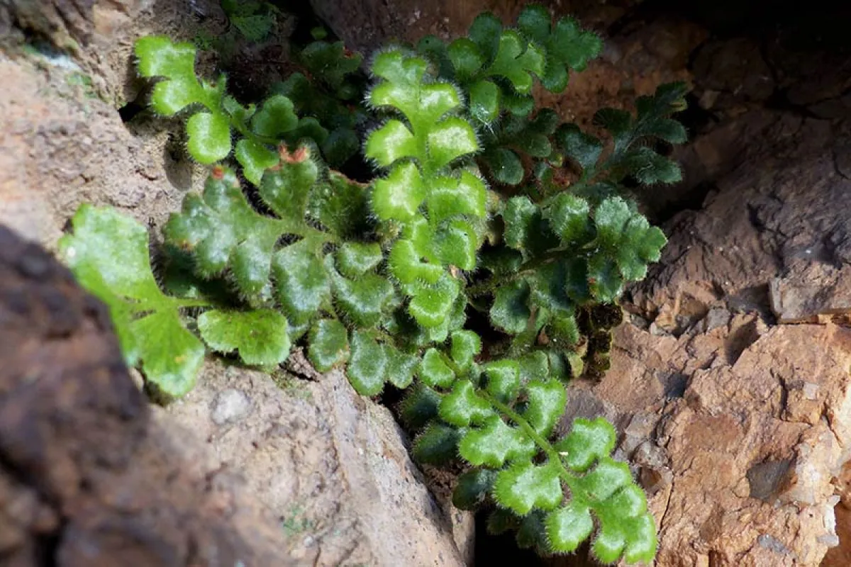 Asplenium subglandulosum - Neil Blair