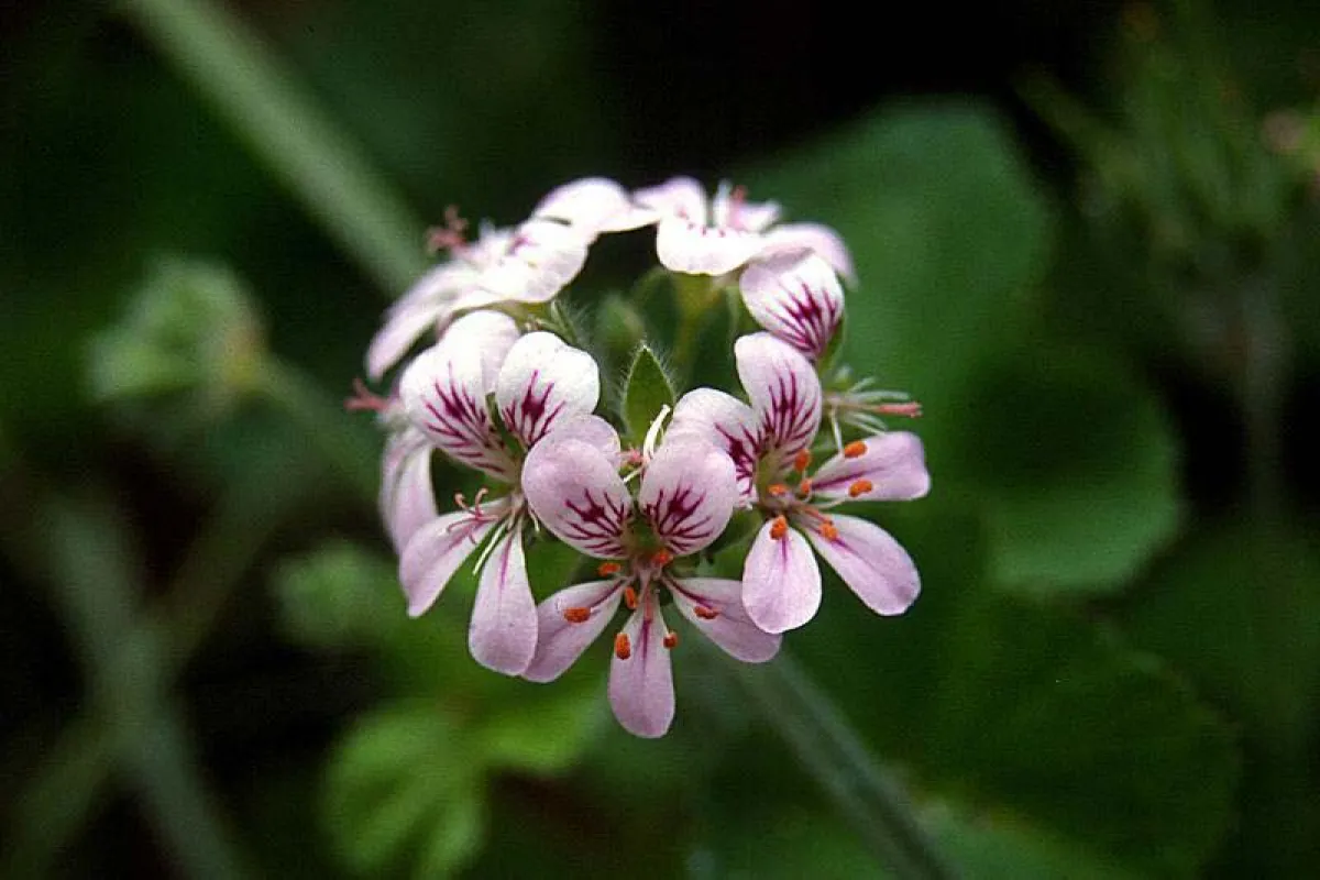 Flowers are pink to mauve, with darker-pink markings. - The University of Melbourne