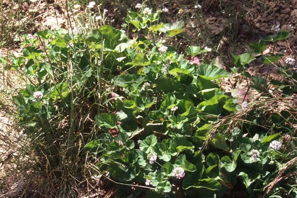 Pelargonium australe in the native garden, Burnley Gardens, Melbourne. - The University of Melbourne