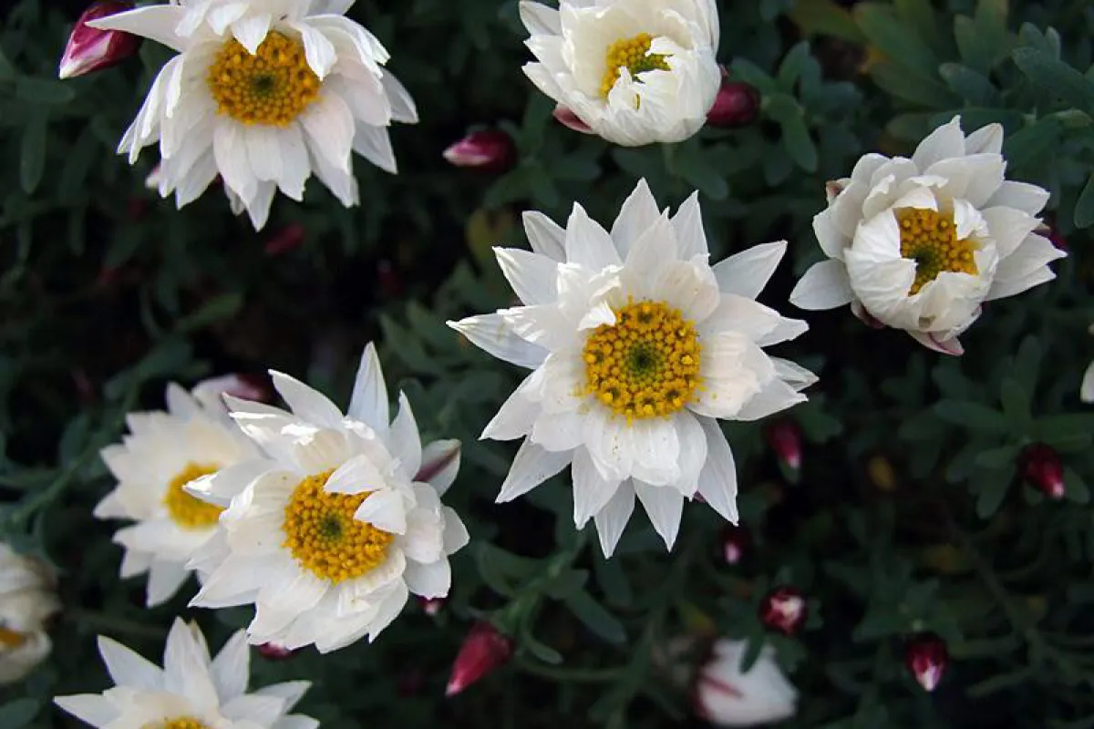 What appear to be white petals are actually long-lasting papery bracts around the small yellow central flowers. - The University of Melbourne