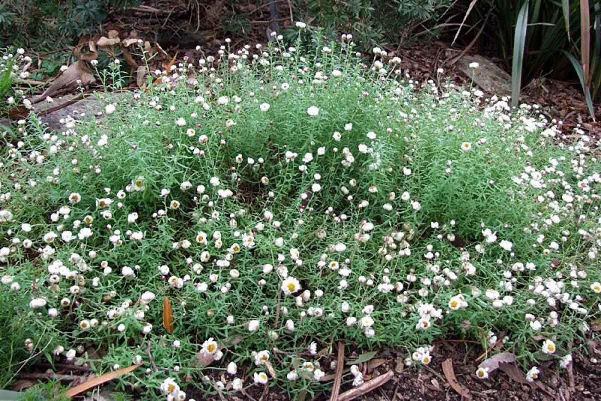 Rhodanthe anthemoides forms a soft, rather sprawling mound. - The University of Melbourne