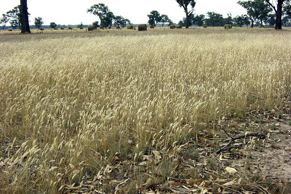 A natural stand of Rytidosperma setaceum. - The University of Melbourne