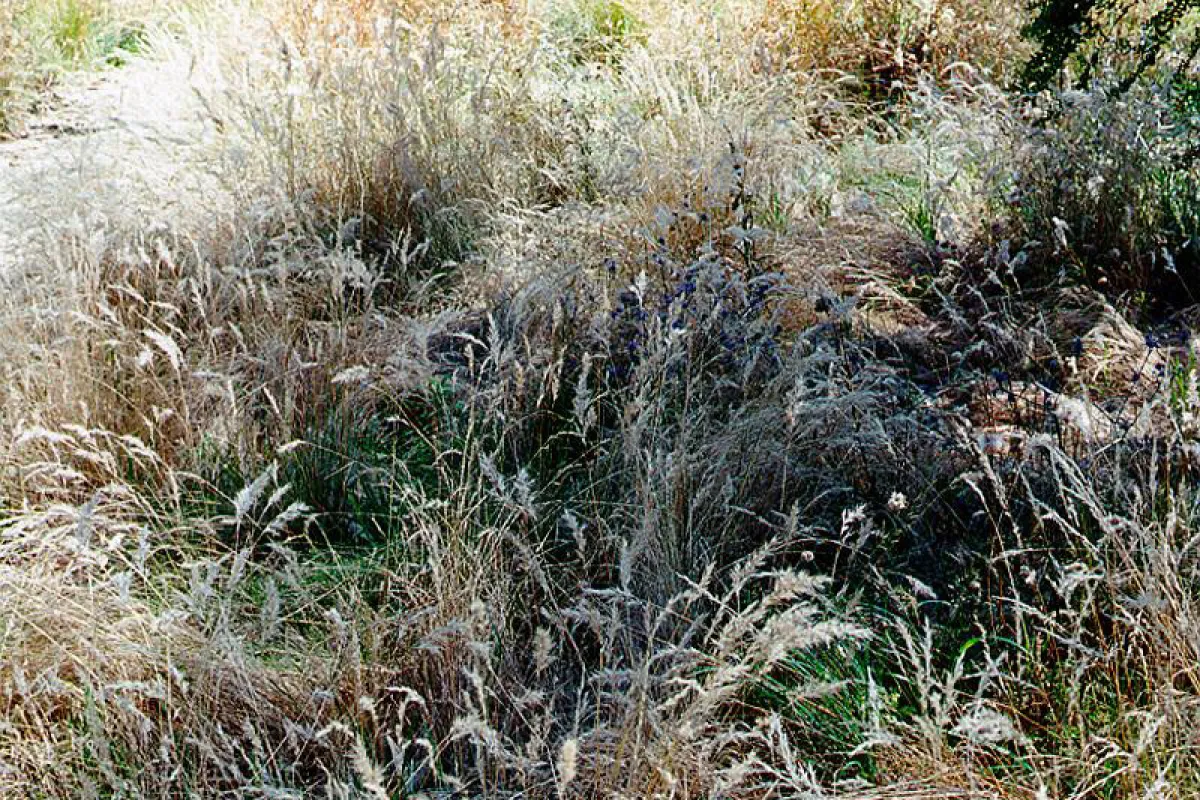 A natural stand of Rytidosperma setaceum. - The University of Melbourne