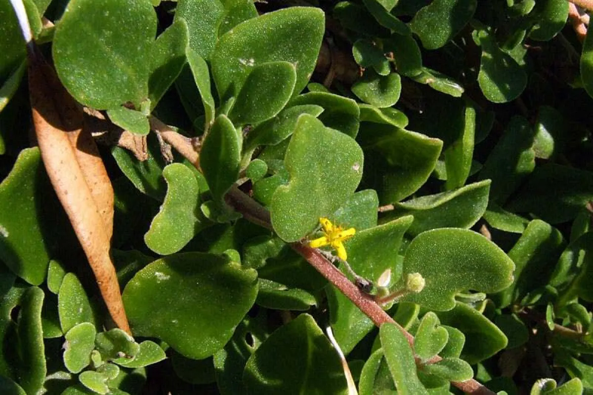 Tiny, fragrant, starry yellow flowers are borne from spring to summer. - The University of Melbourne