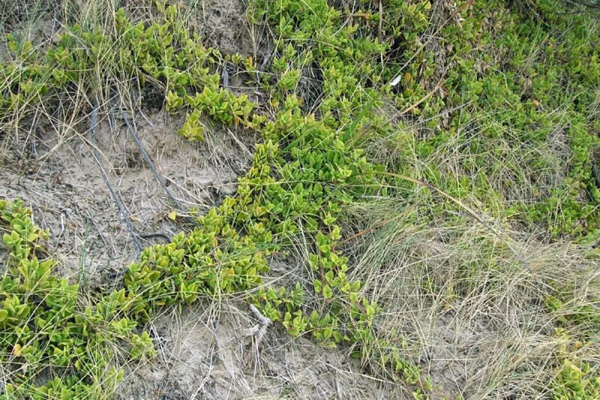 Tetragonia implexicoma colonising dunes near Mallacoota, Victoria. - The University of Melbourne