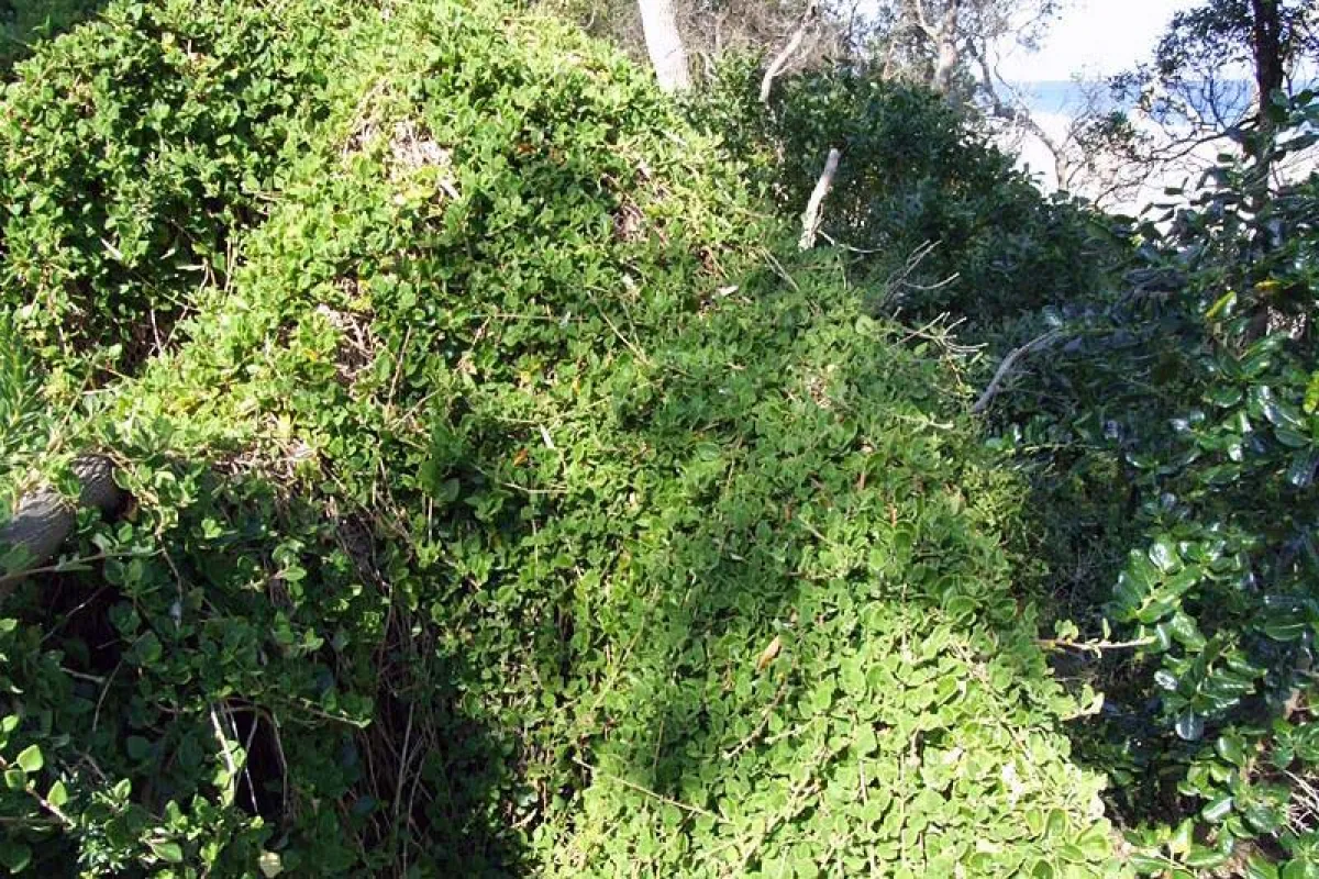 Tetragonia implexicoma is a trailing and scrambling, soft-wooded, succulent evergreen shrub that can form dense mounds. - The University of Melbourne