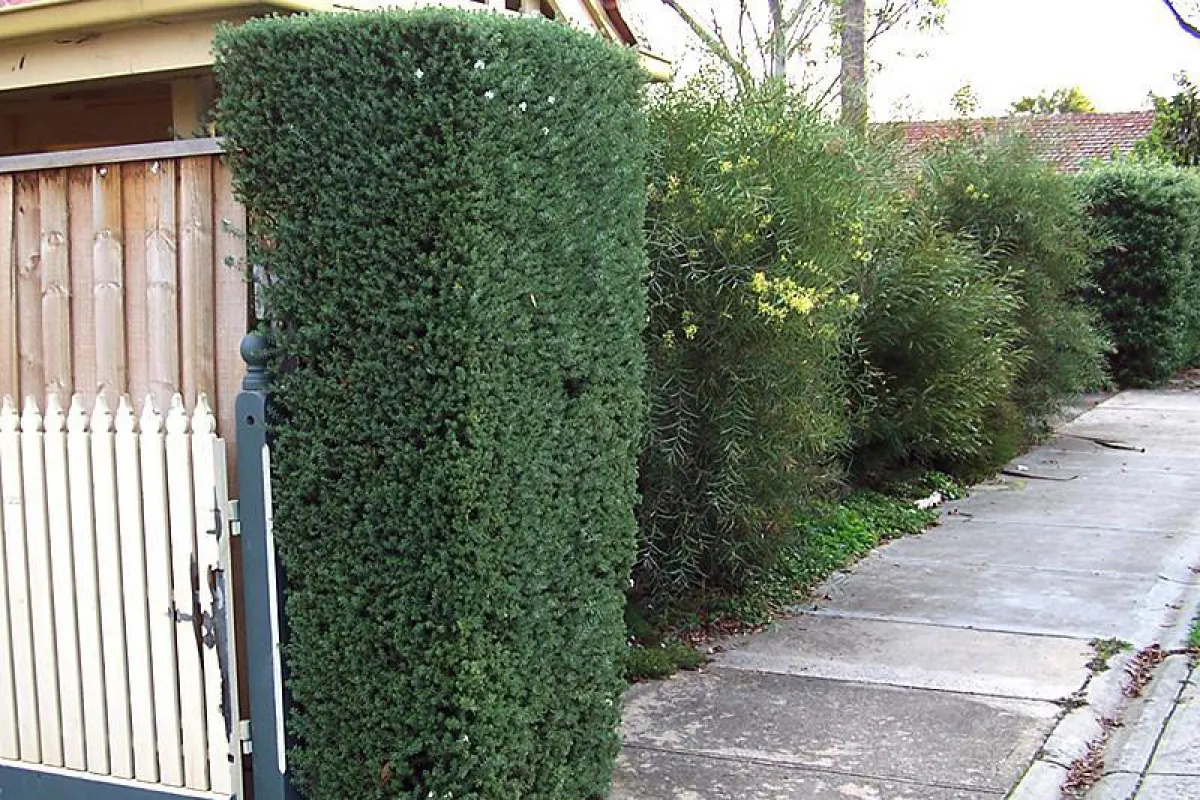 Westringia fruticosa is a useful hedging species. - The University of Melbourne