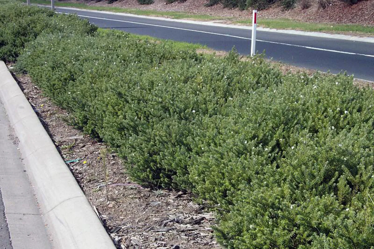 Median strip planting of Westringia fruticosa, Melbourne.- The University of Melbourne