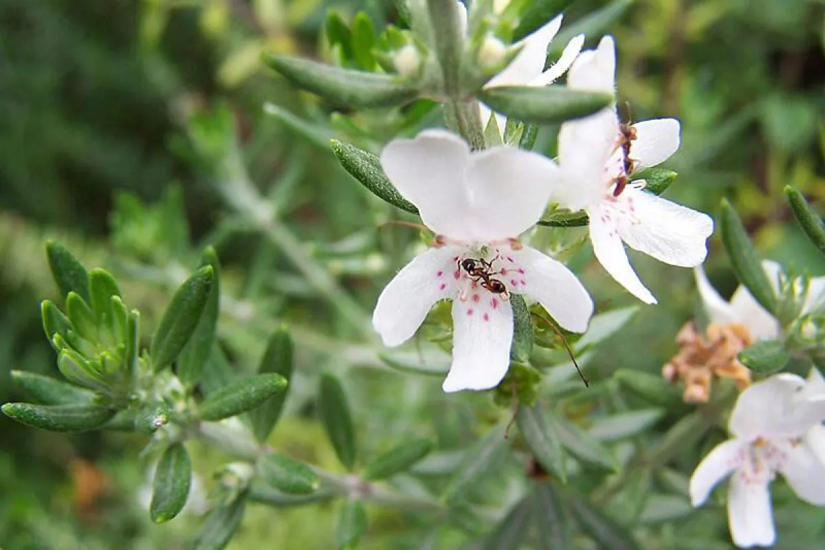 Flowers are white, with the lower "lip" divided into three narrow lobes that are tan-spotted at the base. Ants are frequent visitors.- The University of Melbourne